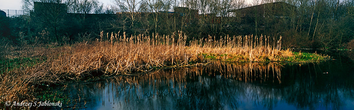 bullrushes